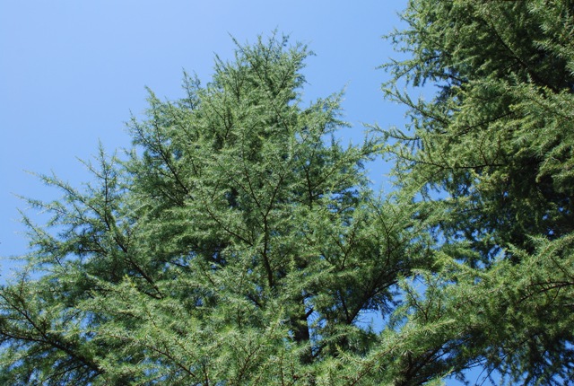 Cedrus atlantica